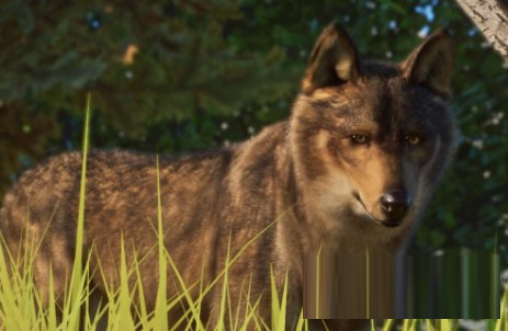 动物园之星增添新物种伊比利亚狼MOD