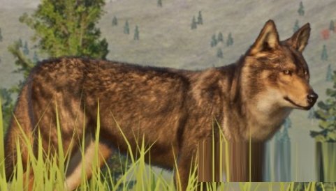 动物园之星增添新物种伊比利亚狼MOD