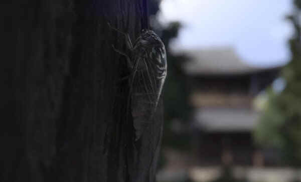 人中之龙7外传无名之龙修改器Steam版